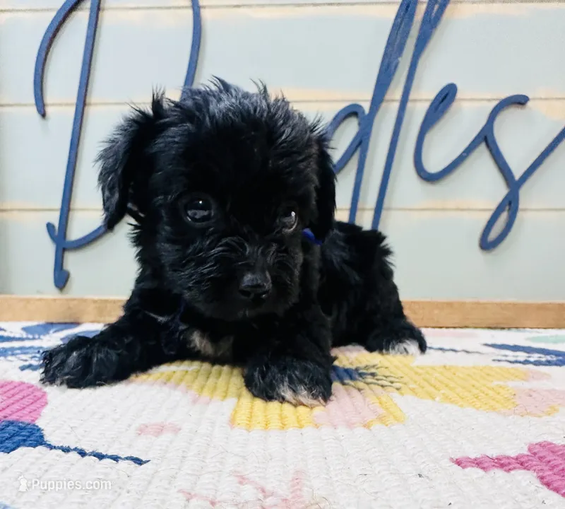 Puffin – Yorkipoo puppy for sale in Bogata, TX