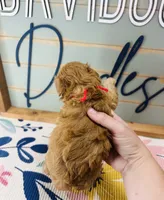 Woody, a male Goldendoodle for sale in Bogata, TX – 4 of 8