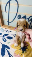 Bonnie, a female Goldendoodle for sale in Bogata, TX – 3 of 8