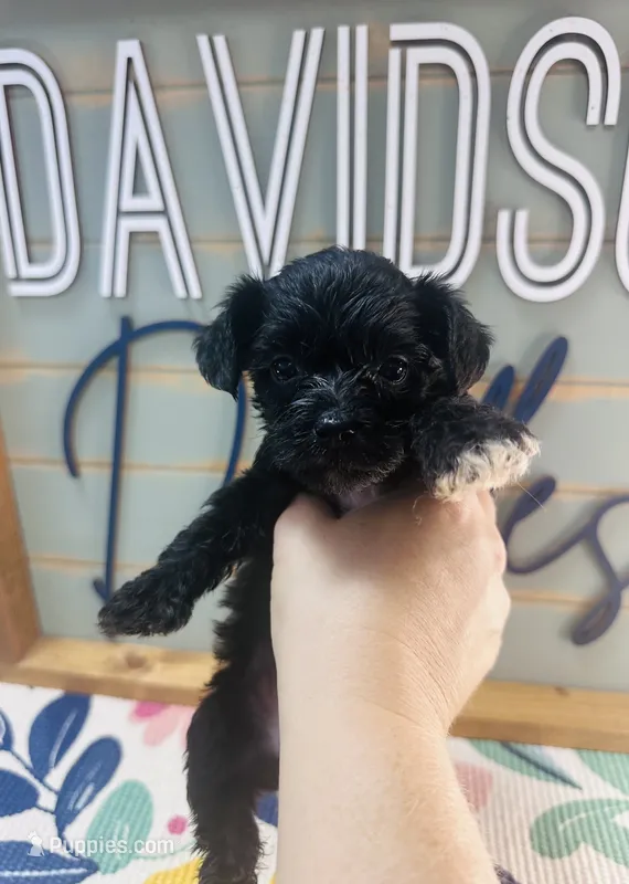 Cookie – Yorkipoo puppy for sale in Bogata, TX