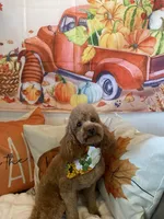 Ruffles, a male Miniature Schnauzer and Poodle - Miniature  for sale in Bogata, TX – 5 of 7