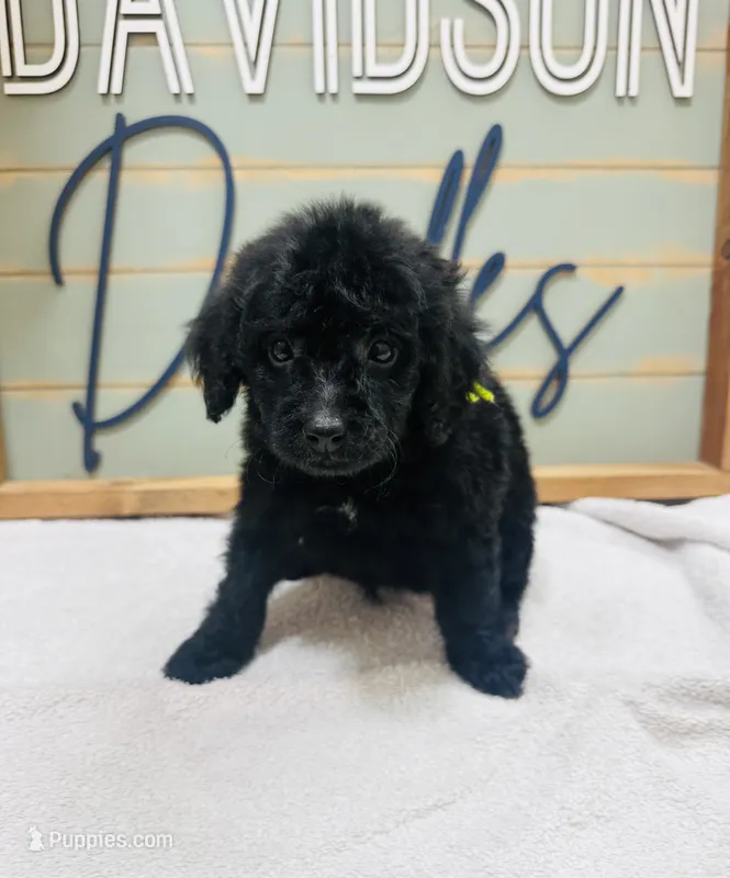 Rex – Goldendoodle puppy for sale in Bogata, TX