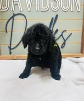 Rex, a male Goldendoodle for sale in Bogata, TX – 2 of 10