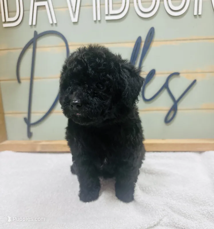 Buzz – Goldendoodle puppy for sale in Bogata, TX