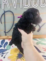 Magpie, a female Yorkipoo for sale in Bogata, TX – 5 of 7