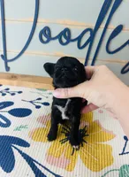 Cookie, a female Yorkipoo for sale in Bogata, TX – 3 of 5