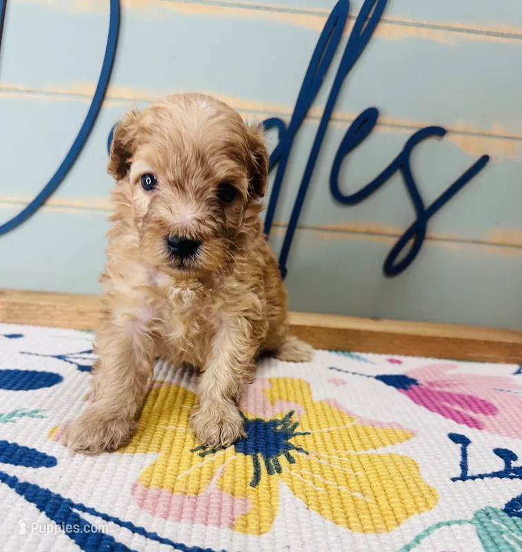 Woody – Goldendoodle puppy for sale in Bogata, TX