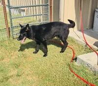 2nd Black and Tan Male, a male German Shepherd Dog for sale in Bogata, TX – 2 of 3