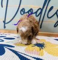 Bonnie, a female Goldendoodle for sale in Bogata, TX – 4 of 8