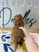 Bo-Peep, a female Goldendoodle for sale in Bogata, TX – 3 of 6