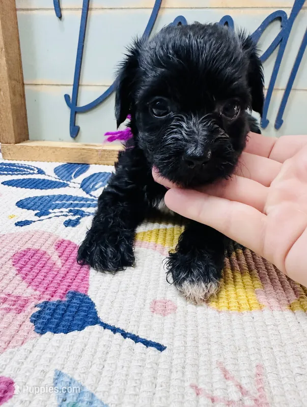 Magpie – Yorkipoo puppy for sale in Bogata, TX