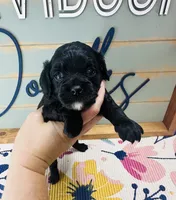Aspen, a female Cavapoo for sale in Bogata, TX – 3 of 3