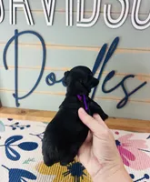 Cookie, a female Yorkipoo for sale in Bogata, TX – 2 of 5