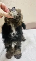 Skittle, a male Miniature Schnauzer and Poodle - Miniature  for sale in Bogata, TX – 8 of 10