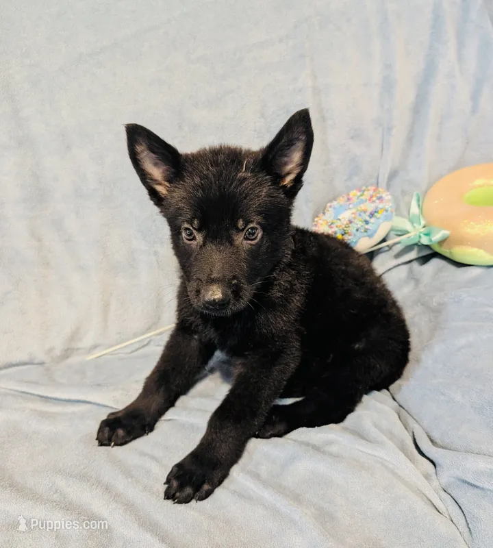 Fourth Male All Black – German Shepherd Dog puppy for sale in Bogata, TX
