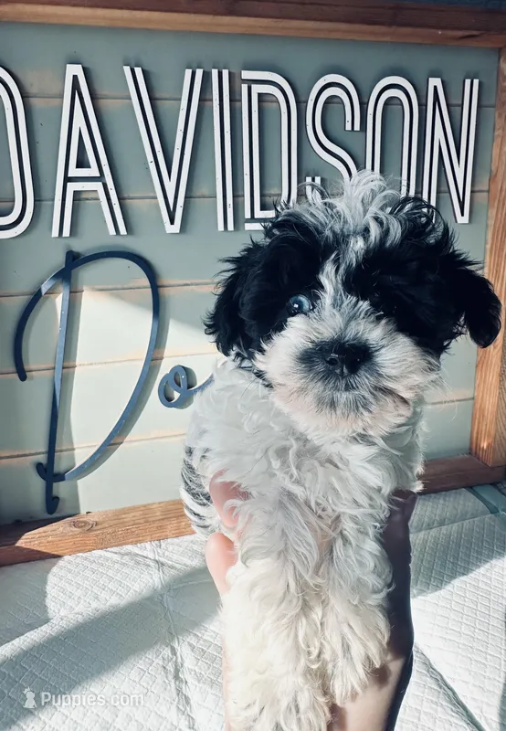 Dolly – Schnoodle puppy for sale in Bogata, TX