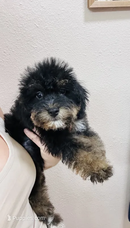 Skittle – Miniature Schnauzer, Poodle - Miniature  puppy for sale in Bogata, TX