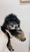 Skittle, a male Miniature Schnauzer and Poodle - Miniature  for sale in Bogata, TX – 1 of 10