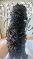 Bear , a male Poodle - Toy  for sale in Bogata, TX – 10 of 10