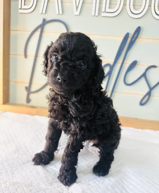 Raven – Poodle - Toy  puppy on hold in Bogata, TX
