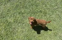 Raven, a female Poodle - Toy  for sale in Bogata, TX – Photo 3 of 9