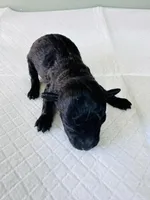 Raven, a female Poodle - Toy  for sale in Bogata, TX – Photo 6 of 9