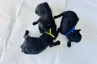 Raven, a female Poodle - Toy  for sale in Bogata, TX – Photo 5 of 9