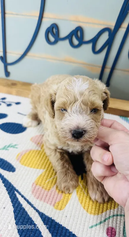 Ruffles – Miniature Schnauzer, Poodle - Miniature  puppy for sale in Bogata, TX