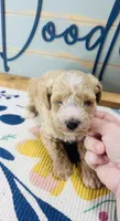 Ruffles, a male Miniature Schnauzer and Poodle - Miniature  for sale in Bogata, TX – 1 of 7