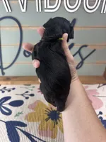 Batman, a male Yorkipoo for sale in Bogata, TX – 6 of 6