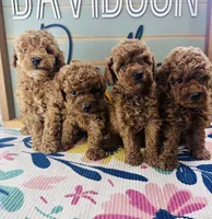 Frenchie, a female Poodle - Miniature  for sale in Bogata, TX – 4 of 4