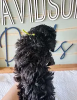 Shadow, a male Poodle - Toy  for sale in Bogata, TX – 9 of 10