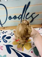 Woody, a male Goldendoodle for sale in Bogata, TX – 3 of 8