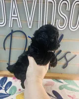 Puffin, a male Yorkipoo for sale in Bogata, TX – 6 of 9