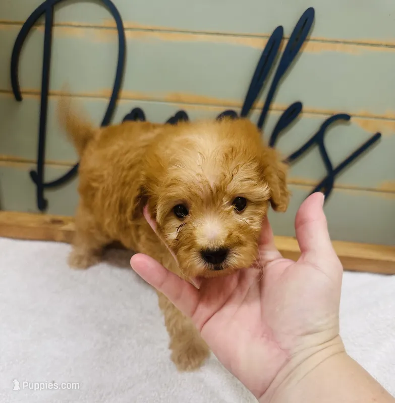 Woody – Goldendoodle puppy for sale in Bogata, TX