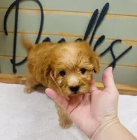 Woody, a male Goldendoodle for sale in Bogata, TX – 3 of 9