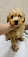 Woody, a male Goldendoodle for sale in Bogata, TX – 1 of 9