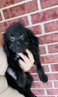 Rex, a male Goldendoodle for sale in Bogata, TX – 1 of 10