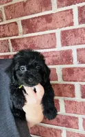 Batman, a male Yorkipoo for sale in Bogata, TX – 5 of 8