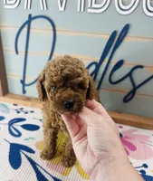 Frenchie, a female Poodle - Miniature  for sale in Bogata, TX – 2 of 4