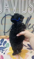 Puffin, a male Yorkipoo for sale in Bogata, TX – 5 of 9