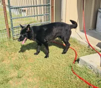 Black Female White Chest, a female German Shepherd Dog for sale in Bogata, TX – 3 of 3