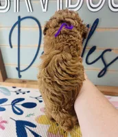 Frenchie, a female Poodle - Miniature  for sale in Bogata, TX – 3 of 4
