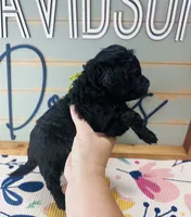 Rex, a male Goldendoodle for sale in Bogata, TX – 3 of 8