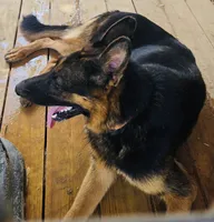 Black Female White Chest, a female German Shepherd Dog for sale in Bogata, TX – 2 of 3