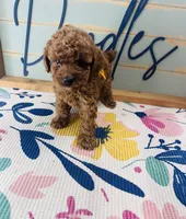 Spud, a male Poodle - Miniature  for sale in Bogata, TX – 3 of 5