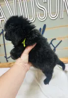 Rex, a male Goldendoodle for sale in Bogata, TX – 9 of 10