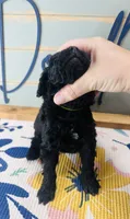 Rex, a male Goldendoodle for sale in Bogata, TX – 5 of 8