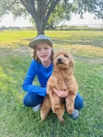 Buzz, a male Goldendoodle for sale in Bogata, TX – 3 of 7