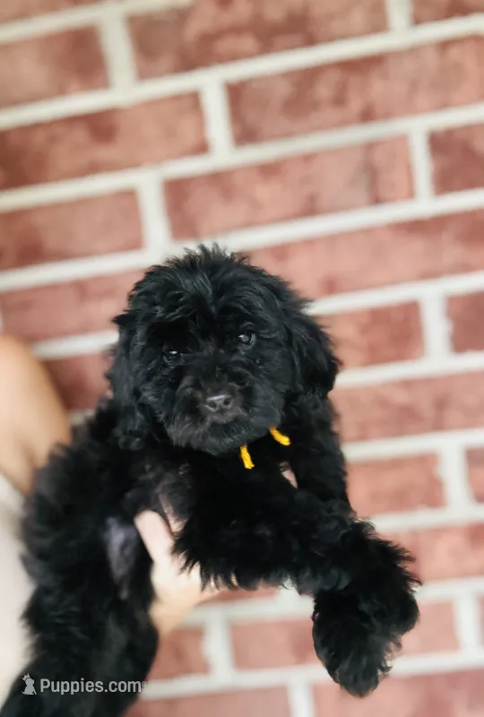 Bullseye  – Goldendoodle puppy for sale in Bogata, TX